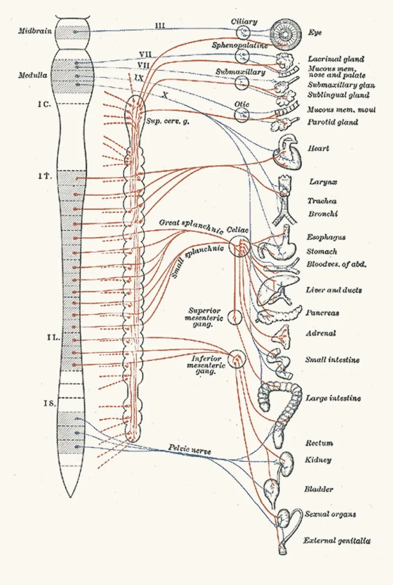 Gray's Anatomy (1918) map of the autonomic nervous system, alarm mode in orange and rest mode in blue